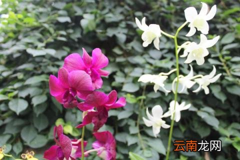 粉掌的花为什么不粉了