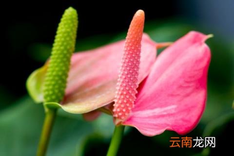 粉掌的花为什么不粉了