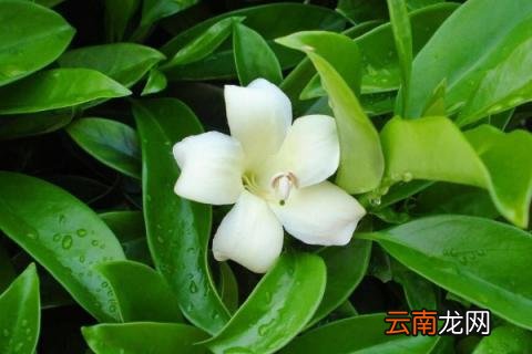 非洲茉莉的繁殖方法