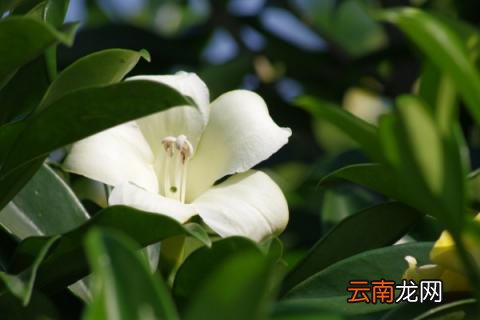 非洲茉莉的繁殖方法