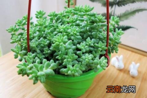 多肉玉坠怎么养