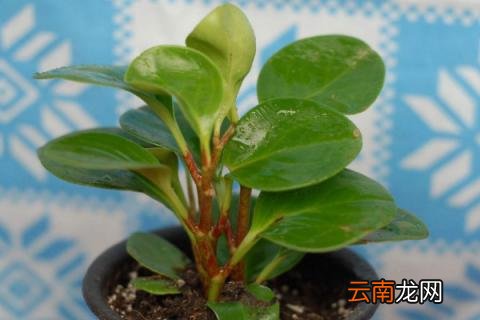 豆瓣绿怎么养