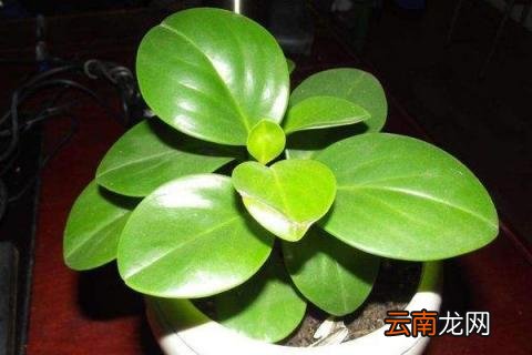 豆瓣绿怎么养