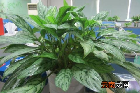 飞羽竹芋的养殖方法