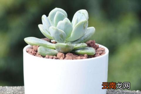 冬美人怎么养