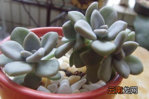 冬美人什么时候砍头