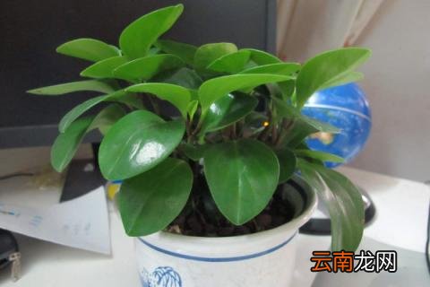 豆瓣绿怎么扦插