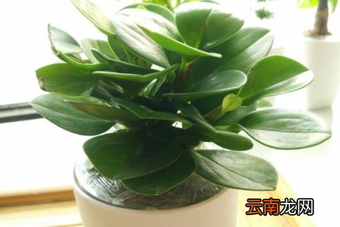 豆瓣绿怎么扦插