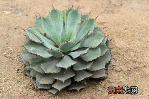 多肉雷神怎么养