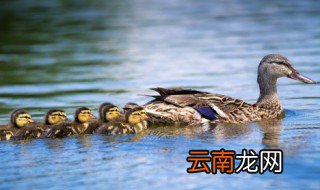 炖鸭子可以放天麻枸杞子黄芪吗? 老鸭煮汤放天麻枸杞可以吗