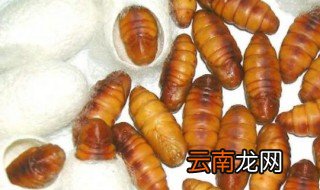 活蛹保存方法，活蚕蛹的保存方法