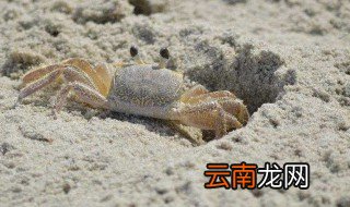 沙蟹怎么养 养沙蟹方法
