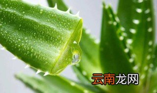 芦荟怎么护肤 有哪些护肤方法