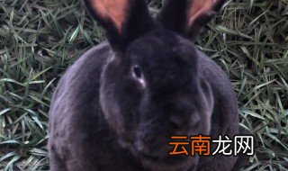 黑金兔养殖方法和注意事项 黑金兔子养殖