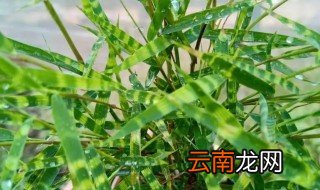 虎斑竹养殖方法和注意事项 虎斑风竹养殖方法
