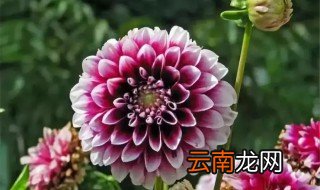大丽花的养殖方法和注意事项 大丽花的养殖方法和注意事项视频