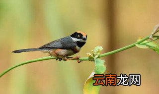 红头山雀的养殖方法和注意事项