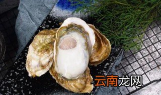 三倍体牡蛎养殖注意事项，三倍体牡蛎育苗