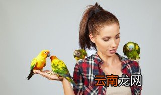 小鸟在阳台叫预示什么 小鸟在阳台叫预示什么头上绿色的什么鸟