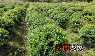 枸骨树的养殖方法和注意事项 枸骨树移栽技术要点