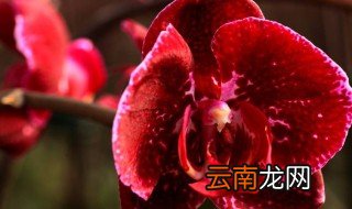 红蝴蝶兰的养殖方法和注意事项