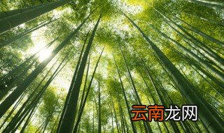 绿化青竹的养殖方法和注意事项
