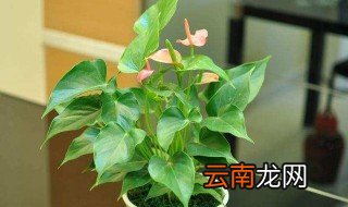 粉掌的养殖方法 迷你粉掌养殖方法和注意事项