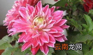 大丽花花期养殖方法和注意事项