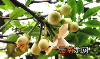 橘红花怎么食用方法 橘红花的养殖方法和注意事项