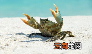 如何养蟹苗 蟹苗养殖前需要注意什么