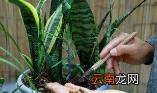 冬季买虎皮应该注意怎么养殖，养虎皮需要什么