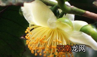 茶树梅的养殖方法和注意事项 茶梅树怎么养殖
