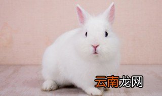 幼兔养殖方法与注意事项 幼兔饲养注意事项
