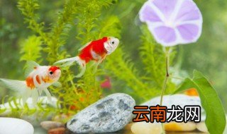 珊瑚砂适合养什么鱼，珊瑚砂适合养金鱼吗