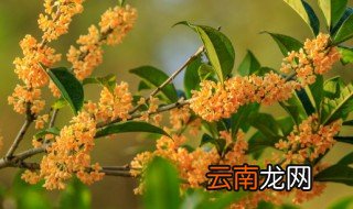 桂花的养殖方法和注意项，桂花养殖方法与技巧
