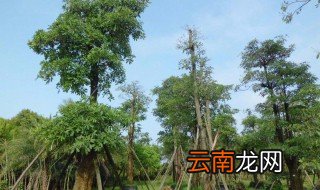 常绿树的养殖方法与注意事项 常青树的养殖方法和注意事项