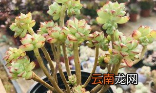 小吉姆的养殖方法和注意事项 多肉小吉姆怎么养