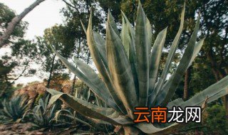 白龙舌兰的养殖方法和注意事项