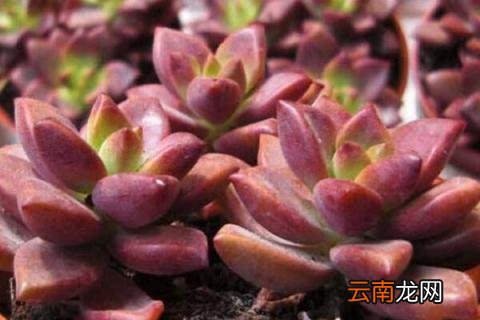 姬胧月怎么养爆头