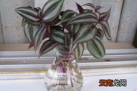 吊竹梅水培的方法