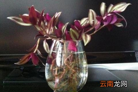 吊竹梅水培的方法
