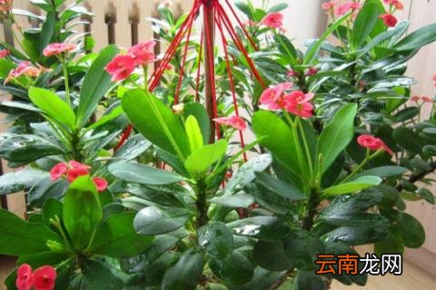 冬天养花怎样保温