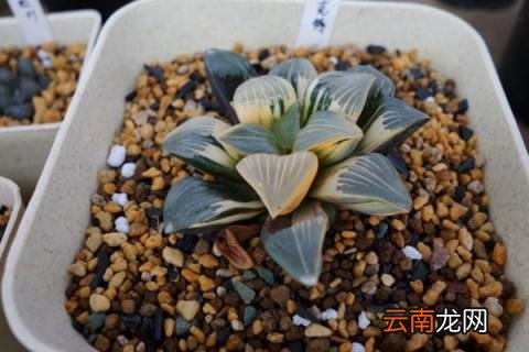 多肉要浇水吗