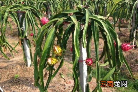 火龙果怎么修剪才结果