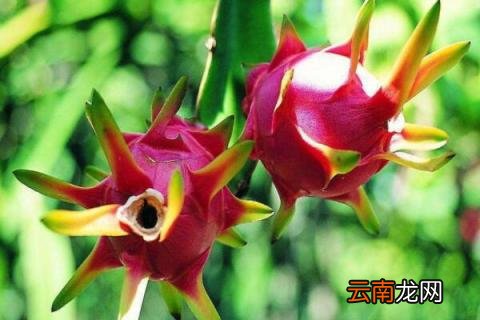 火龙果怎么修剪才结果