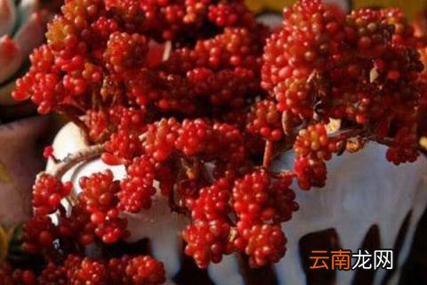 红色浆果多肉怎么养