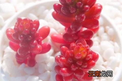 红色浆果多肉怎么养