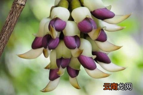 禾雀花怎么养