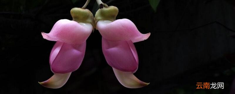 禾雀花怎么养