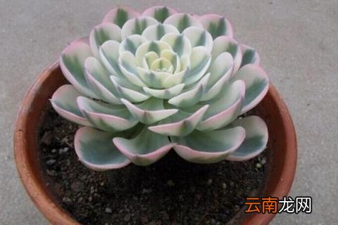 多肉怎么养
